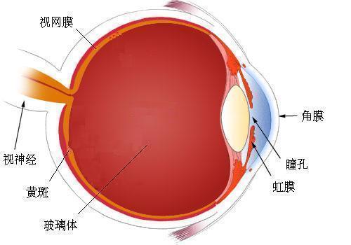 眼睛的结构 青光眼 中国